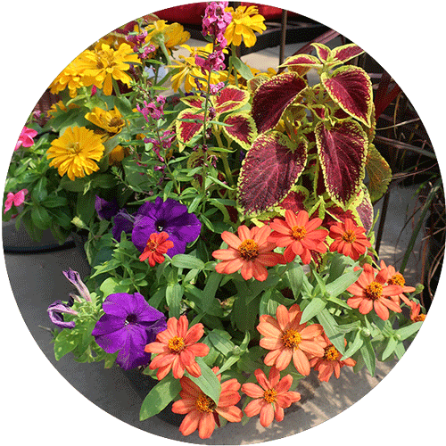 A butterfly bowl container including orange zinnias, purple petunias, yellow daisies and coleus.